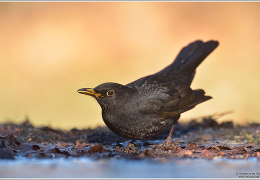 Amsel (Turdus merula)