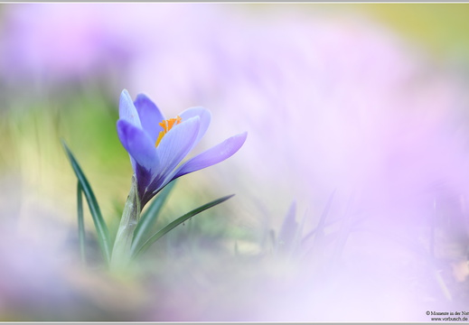 Krokus (Crocus sp.)