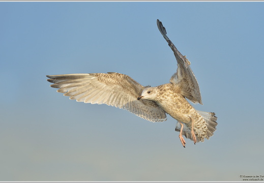 Silbermöwe (Larus argentatus)