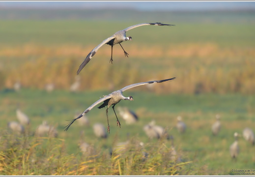 Grauer Kranich (Grus grus)