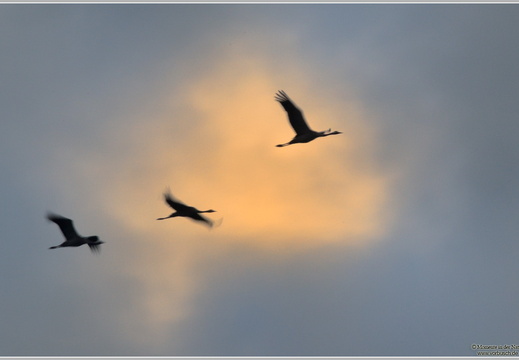 Grauer Kranich (Grus grus)