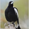 Flötenvogel-Australian-magpie-(Gymnorhina-tibicen).jpg