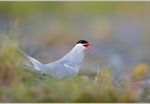 Küstenseeschwalbe (Sterna paradisaea)