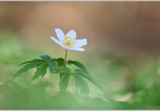 Buschwindröschen (Anemone nemorosa)