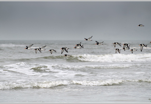 Austernfischer (Haematopus ostralegus)