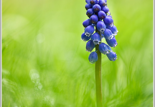 Traubenhyazinthe (Muscari)