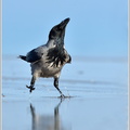 Nebelkrähe-(Corvus-corone-cornix)11.jpg