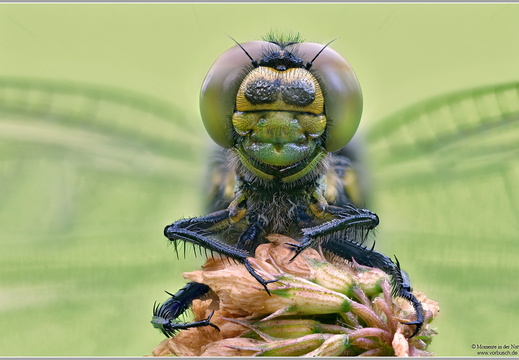 Großer Blaupfeil (Orthetrum cancellatum)