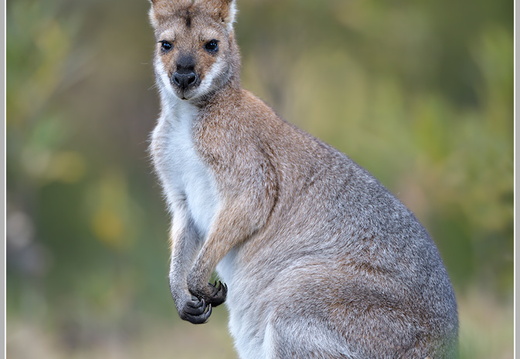 Bennetkaenguruh (Wallabia rufogrisea)