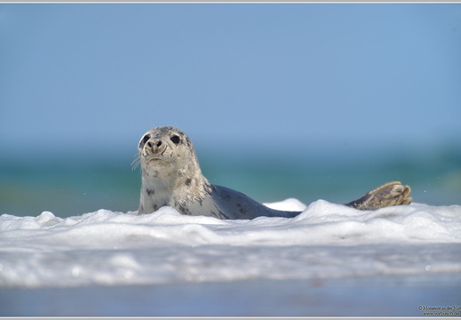 Kegelrobbe (Halichoerus geypus)