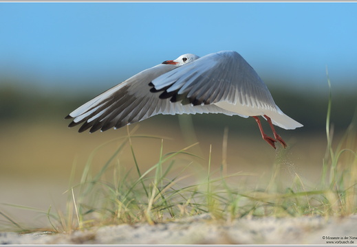 Lachmöwe (Larus ridibundus)