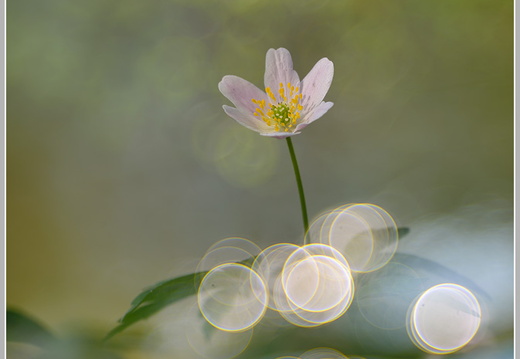 Buschwindröschen (Anemone nemorosa)