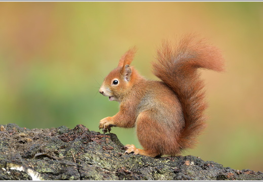 Eichhörnchen (Sciurus vulgaris)