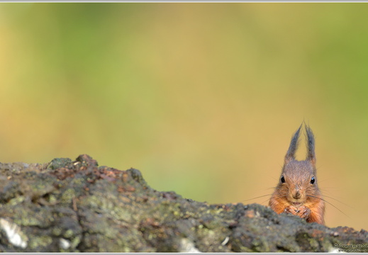 Eichhoernchen (Sciurus vulgaris)