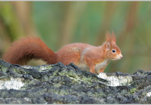 Eichhoernchen (Sciurus vulgaris)