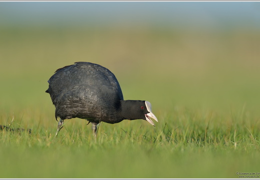 Blässhuhn (Fulica atra)