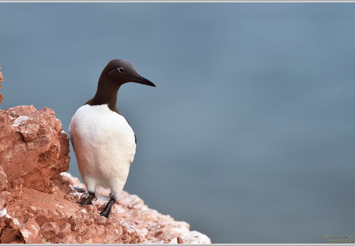 Trottellumme (Uria aalge)