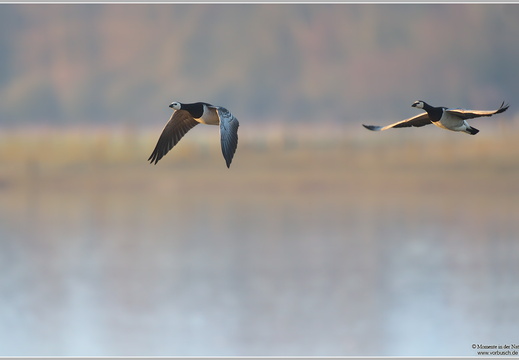 Weisswangengans (Branta leucopsis)