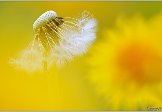 Löwenzahn (Taraxacum officinale)