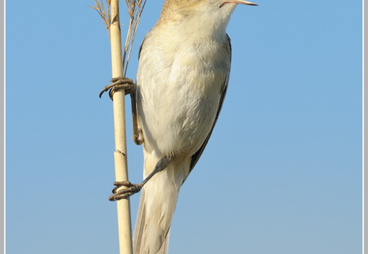 Schilfrohrsänger (Acrocephalus schoenobaenus)