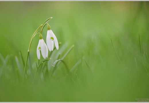 Schneeglöckchen (Galanthus nivalis)