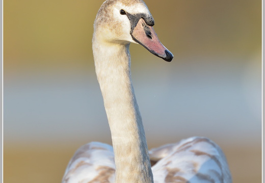 Höckerschwan (Cygnus olor)