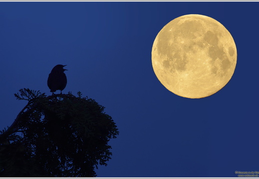 Supermond