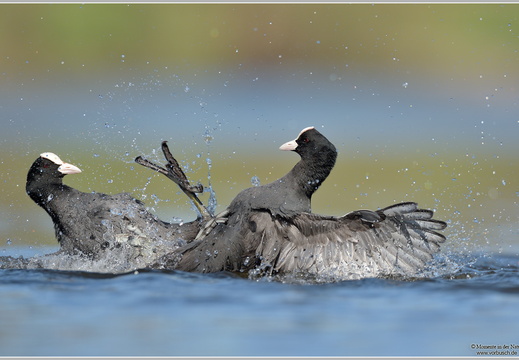 Blässhuhn (Fulica atra)