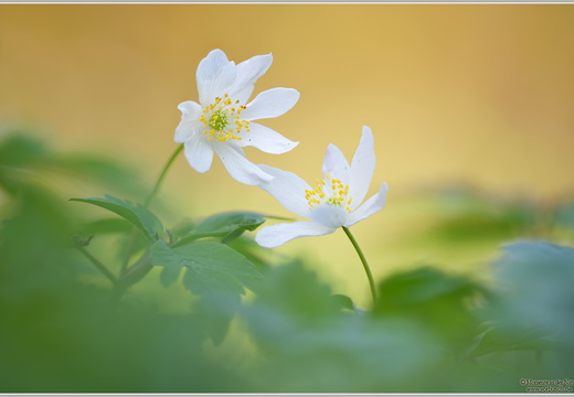 Buschwindröschen (Anemone nemorosa)