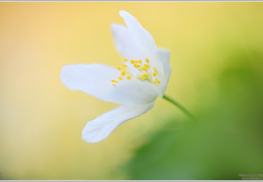 Buschwindröschen (Anemone nemorosa)