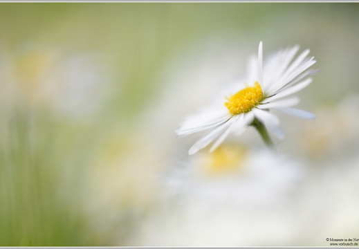 Gänseblümchen (Bellis perennis)