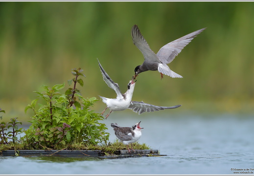 Trauerseeschwalbe (Chlidonias niger)