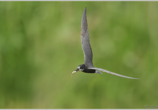 Trauerseeschwalbe (Chlidonias niger)