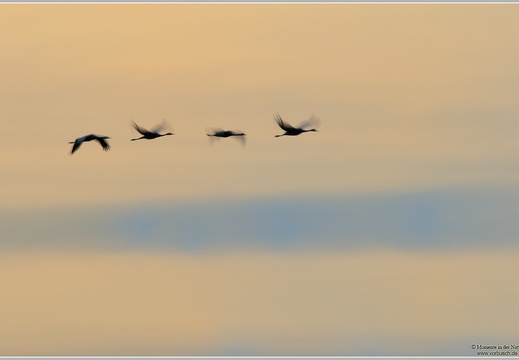 Grauer Kranich (Grus grus)