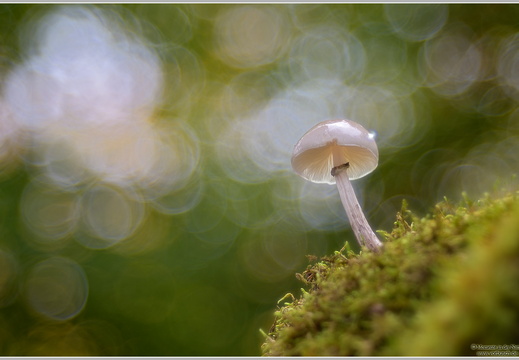 Buchenschleimrübling (Oudemansiella mucida)