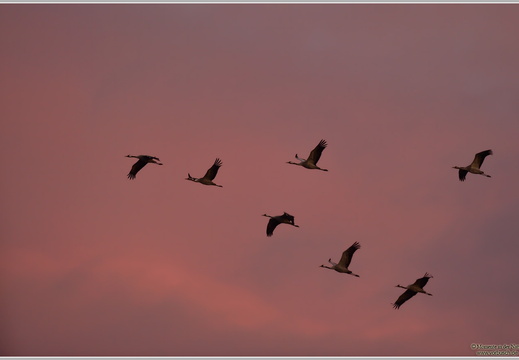 Grauer Kranich (Grus grus)