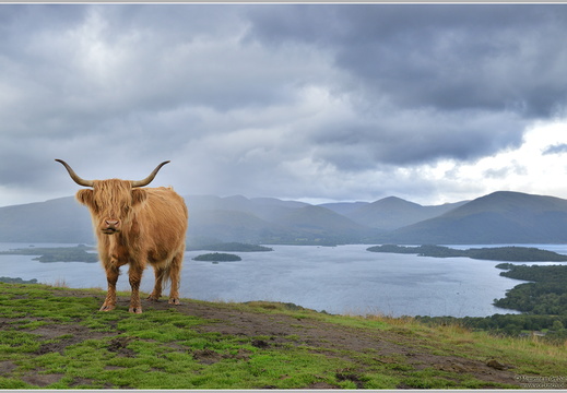 Schottisches Hochlandrind (Bos taurus taurus)