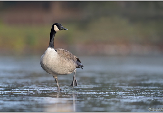 Kanadagans (Branta canadensis)