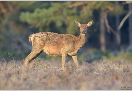 Rothirsch (Cervus elaphus)