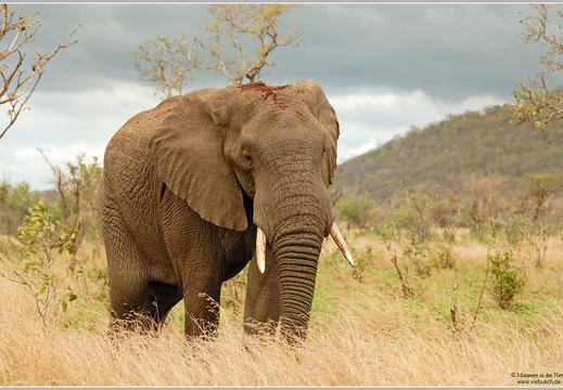 Afrikanischer Elefant (Loxodonta africana)