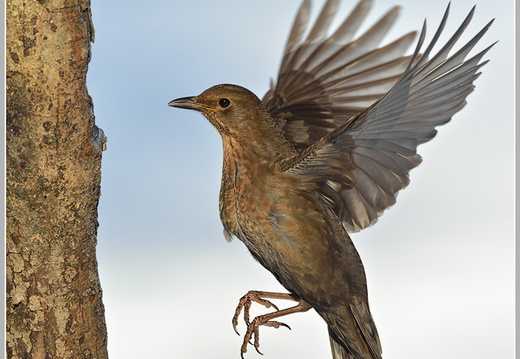 Amsel (Turdus merula)