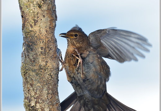 Amsel (Turdus merula)