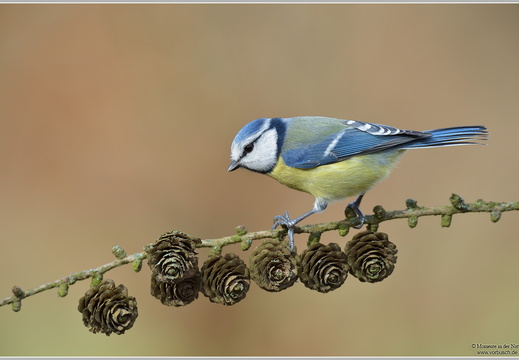 Blaumeise (Parus caeruleus)
