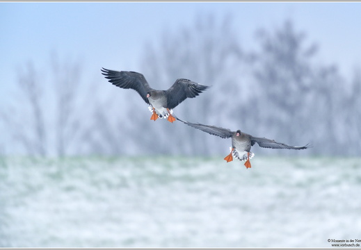 Blässgans (Anser albifrons)