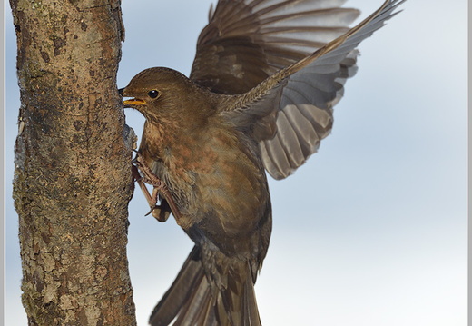 Amsel (Turdus merula)