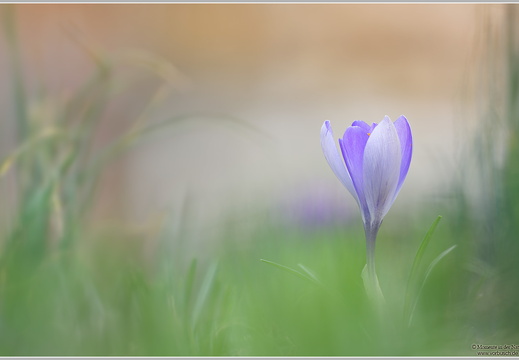 Krokus (Crocus)