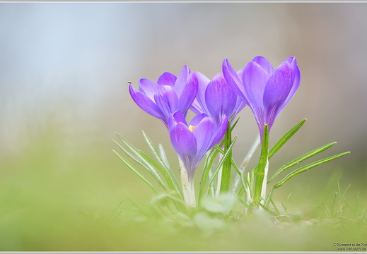 Krikus (Crocus)