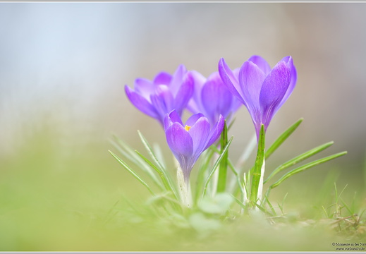 Krokus (Crocus)