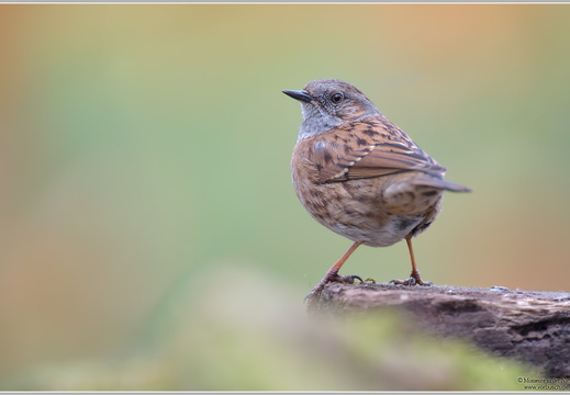 Heckenbraunelle (Purnella modularis)