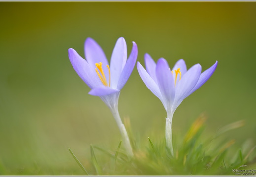 Krokus (Crocus)